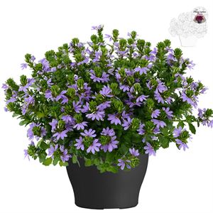 Bild von Scaevola TP26 Bleu